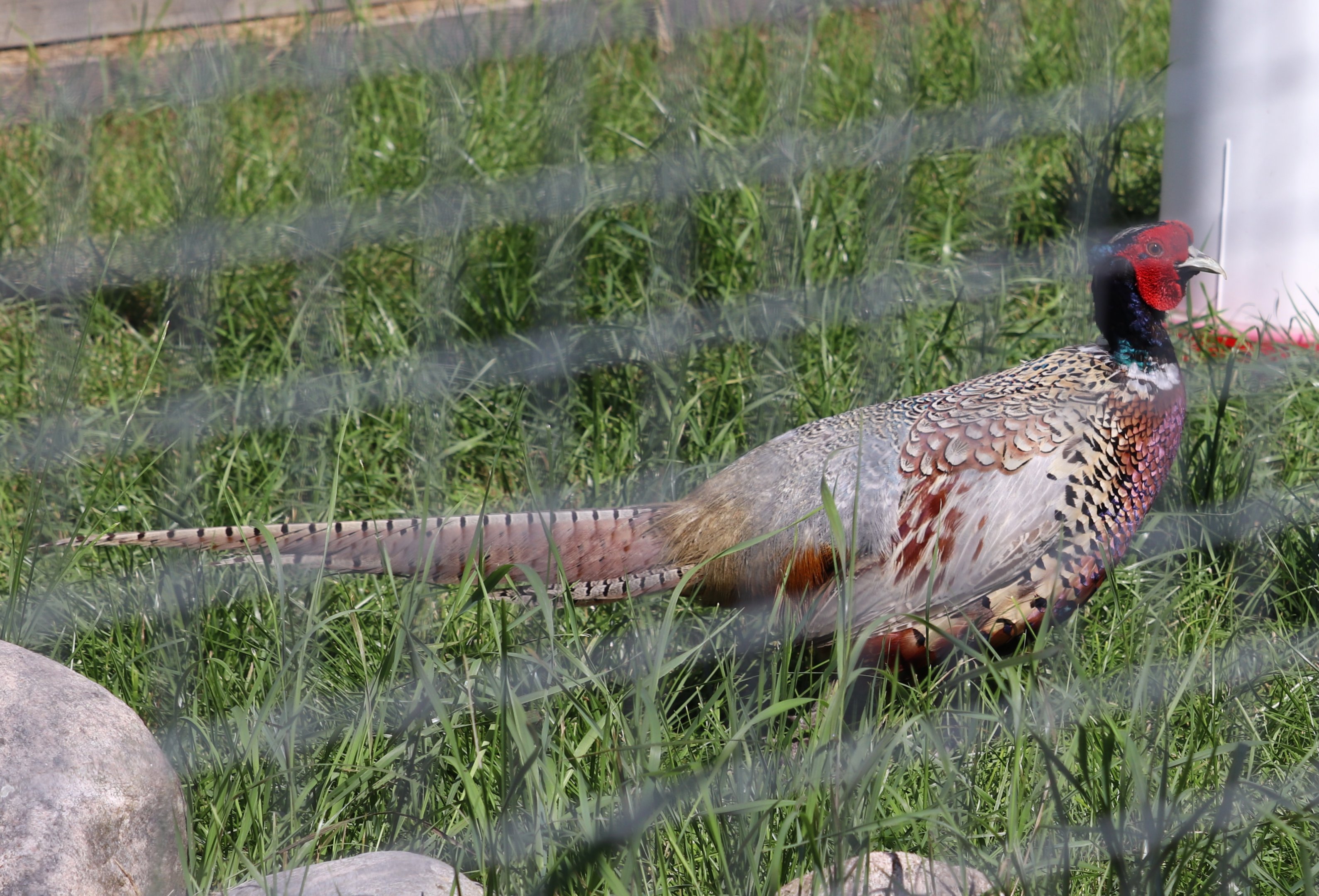 Common pheasant (Phasianus colchicus)