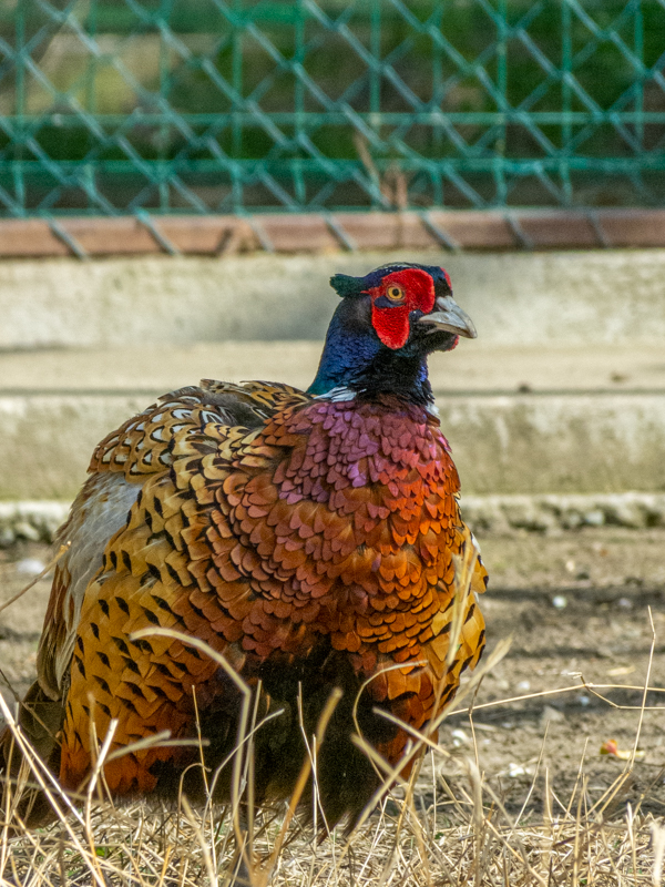 common pheasant / Phasianus colchicus