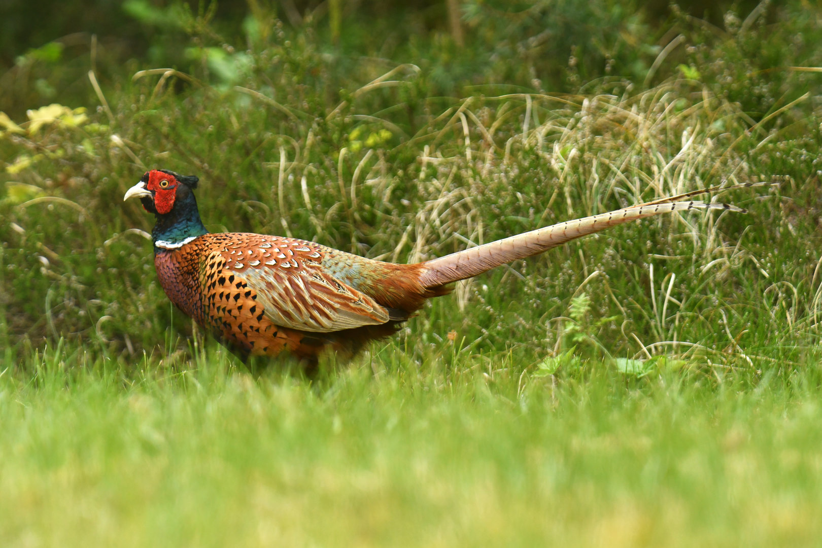 Common Pheasant Phasianus colchicus