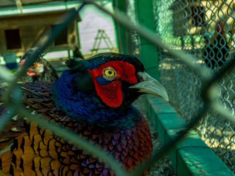 Common pheasant (Phasianus colchicus)