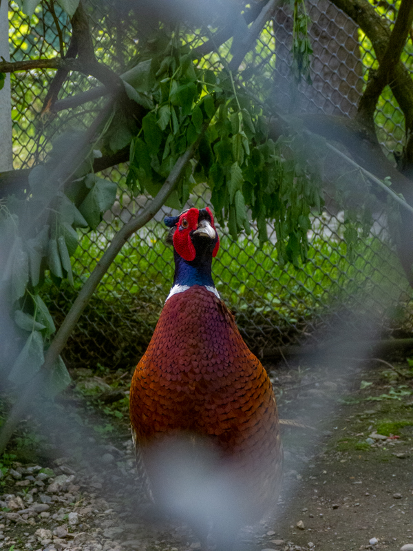Common pheasant (Phasianus colchicus)