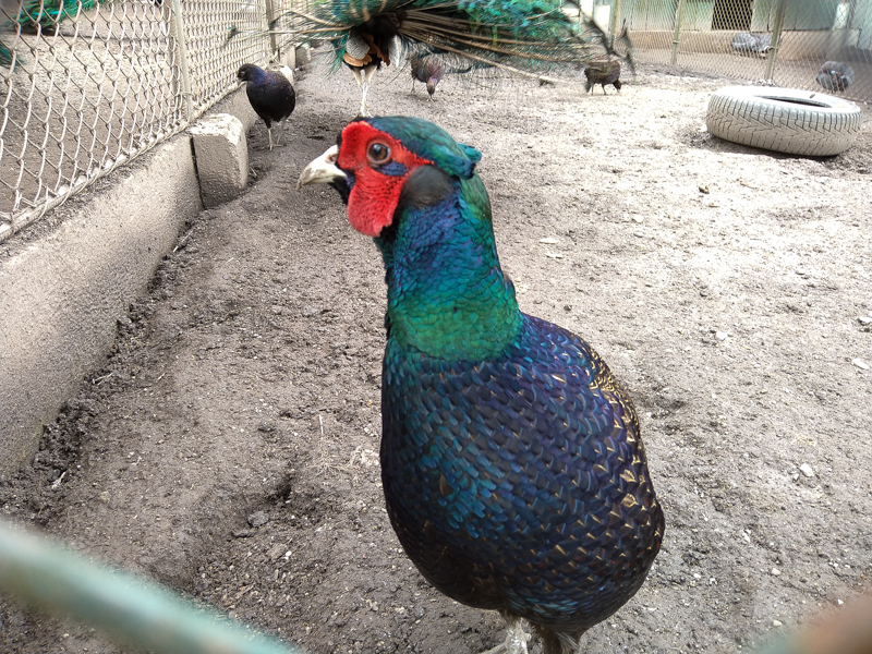 Common pheasant var. Tenebrosus (Phasianus colchicus)