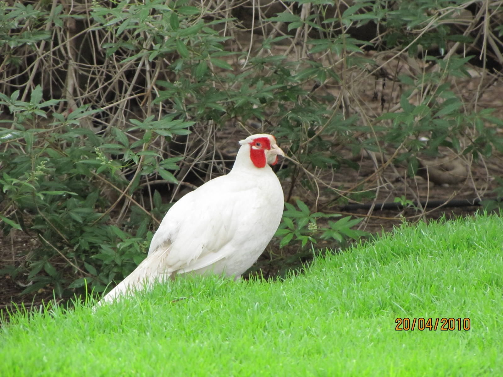 common pheasant-white