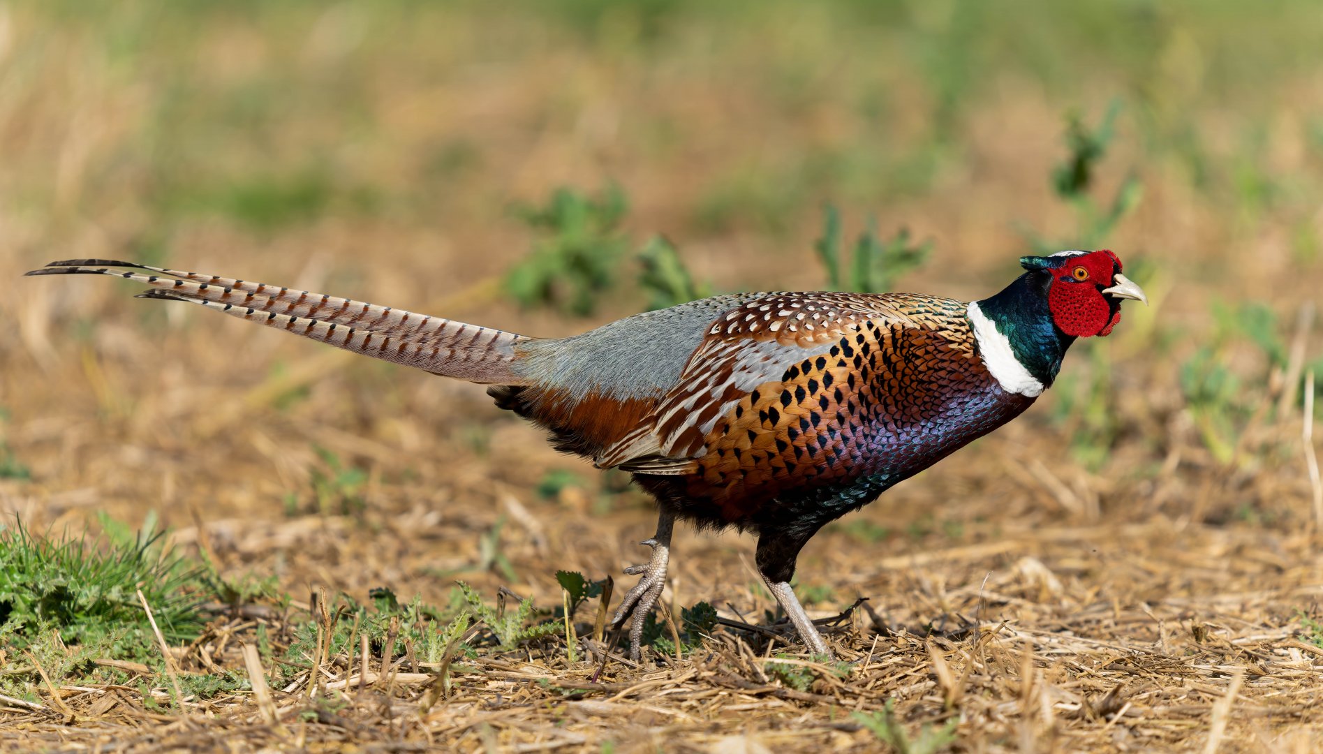 Common pheasant (wild), UK