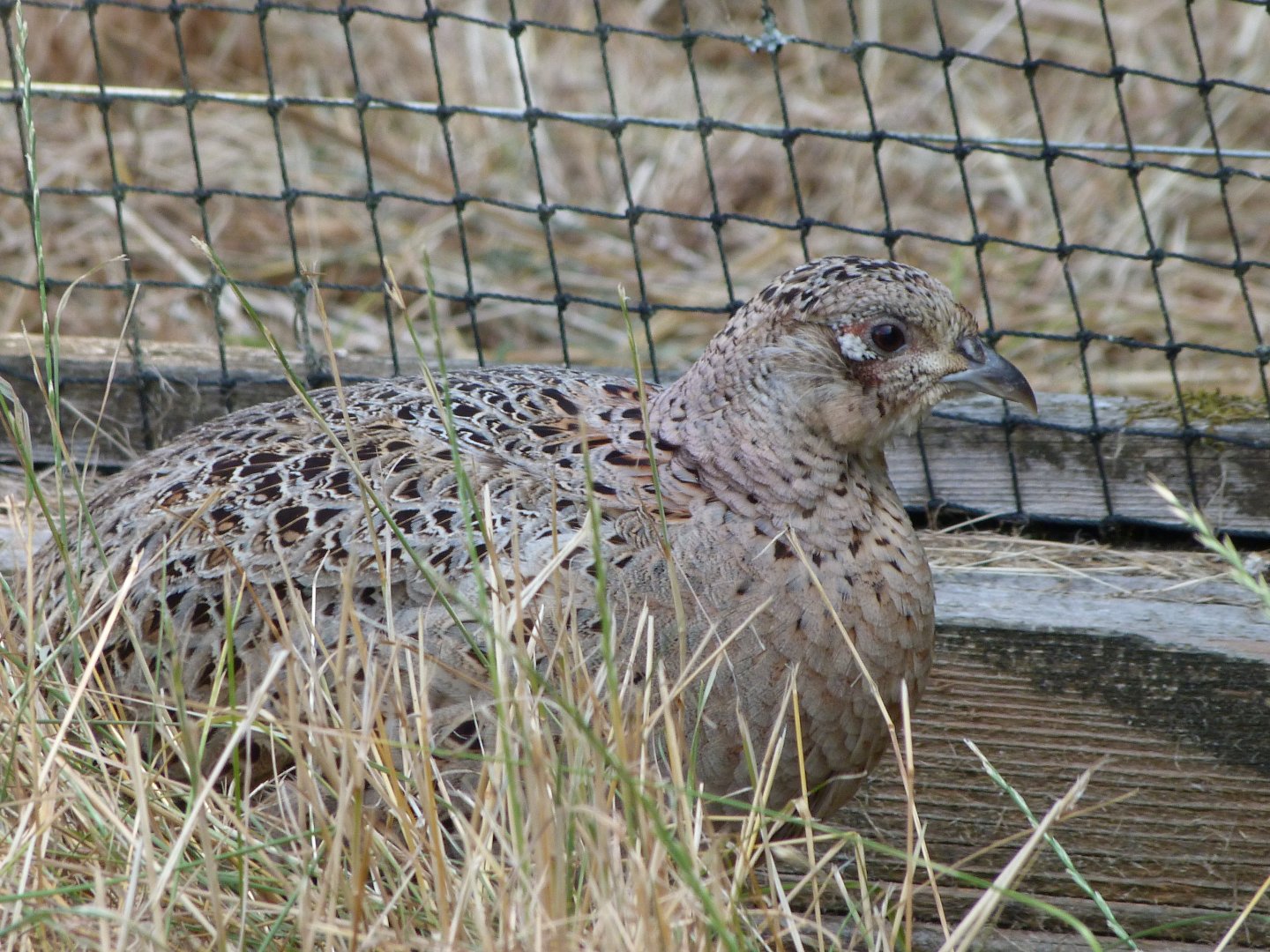 Common pheasant -Zoodyssée (2025)