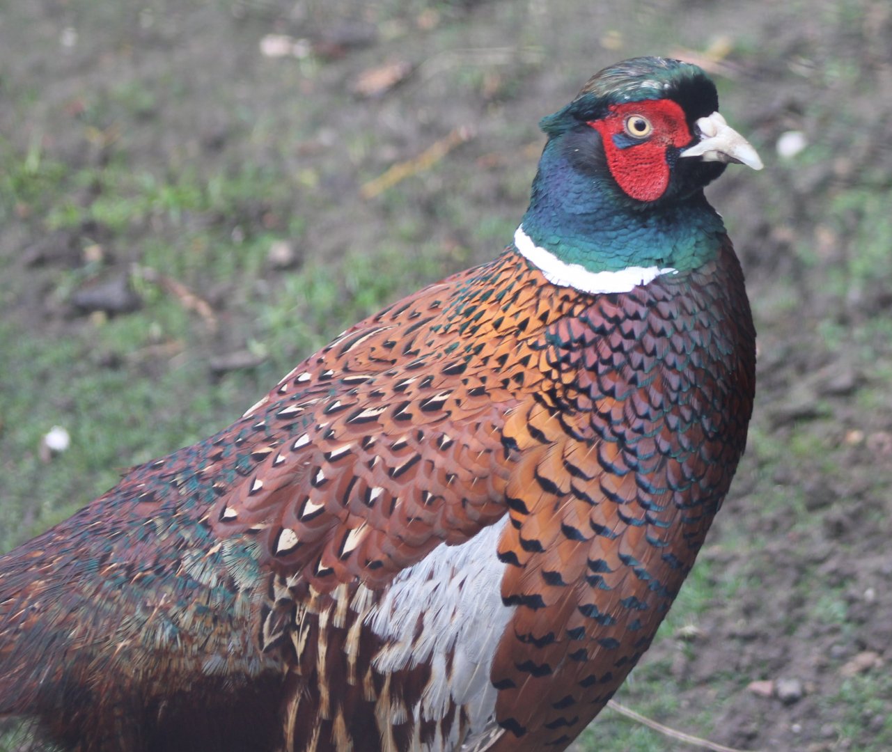 Common pheasant