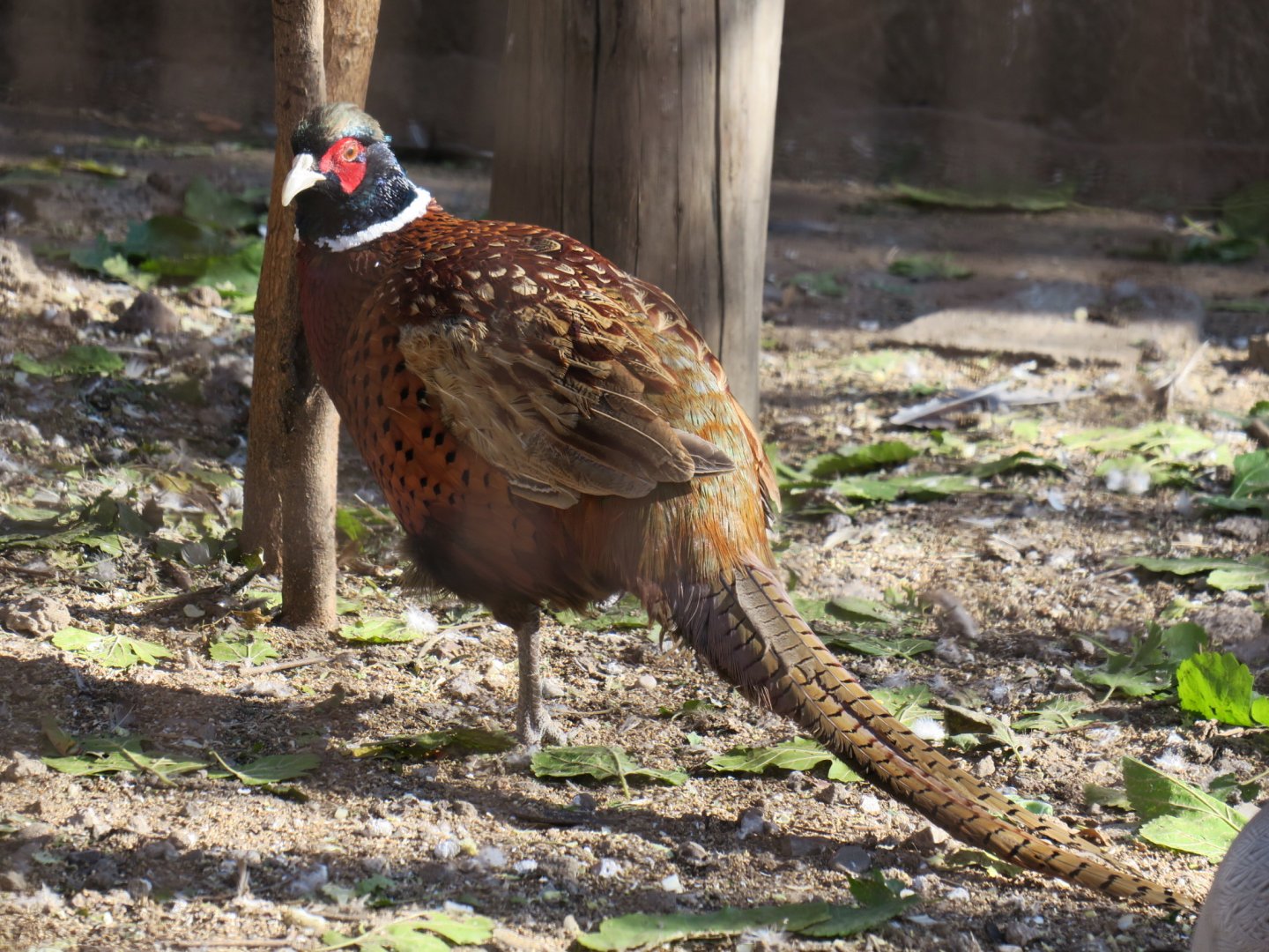 common pheasant