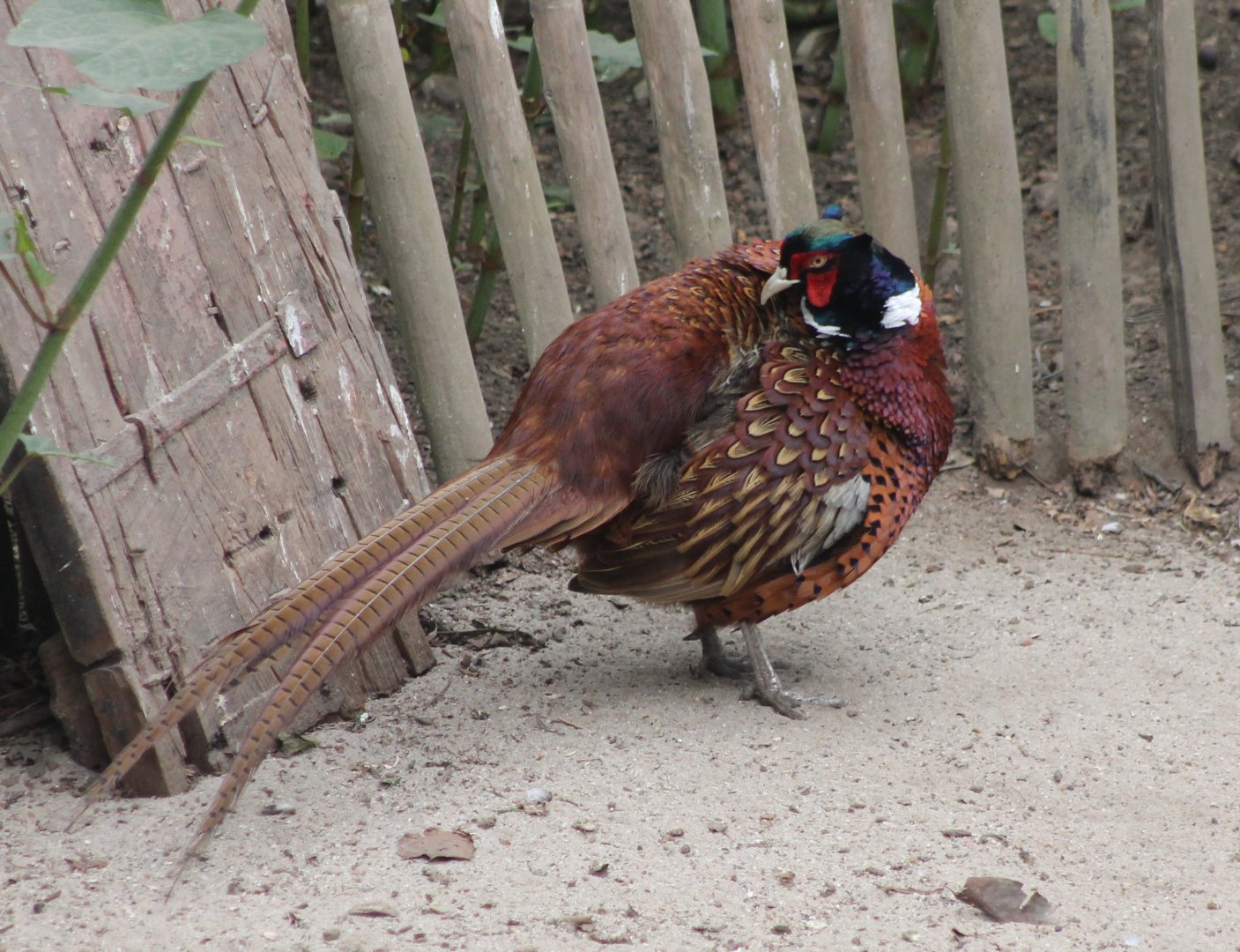 Common pheasant