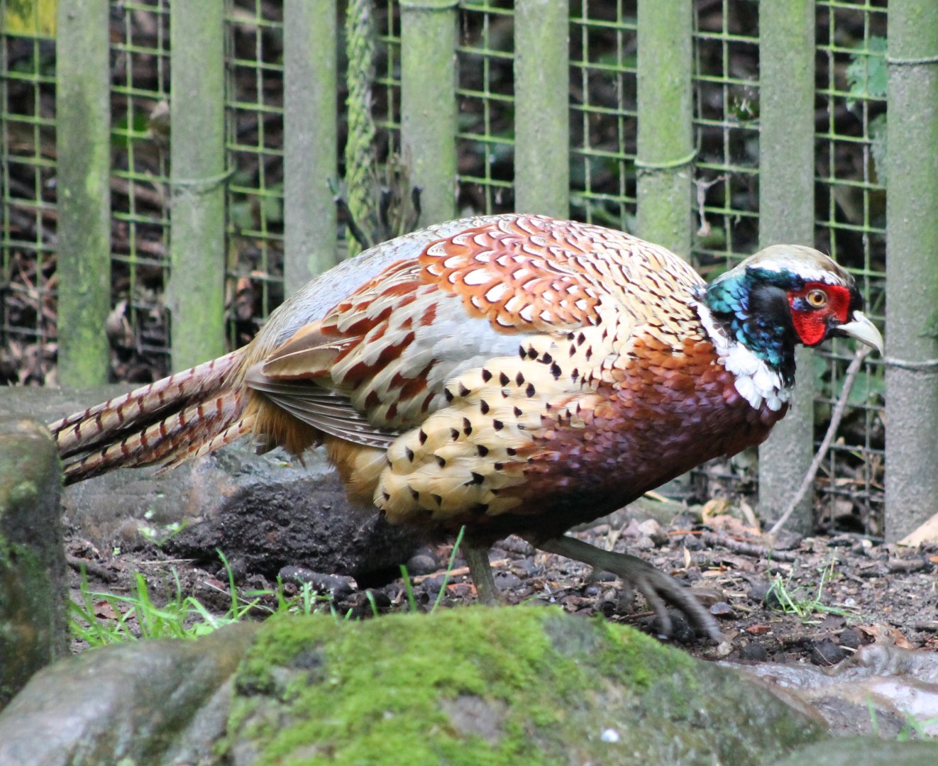 Common pheasant