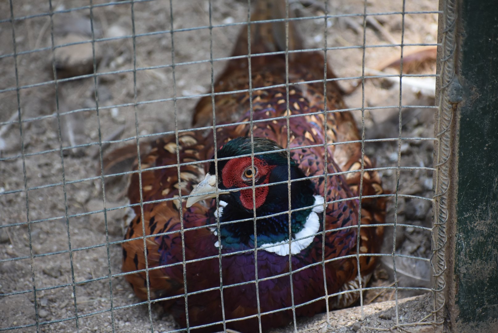 Common pheasant