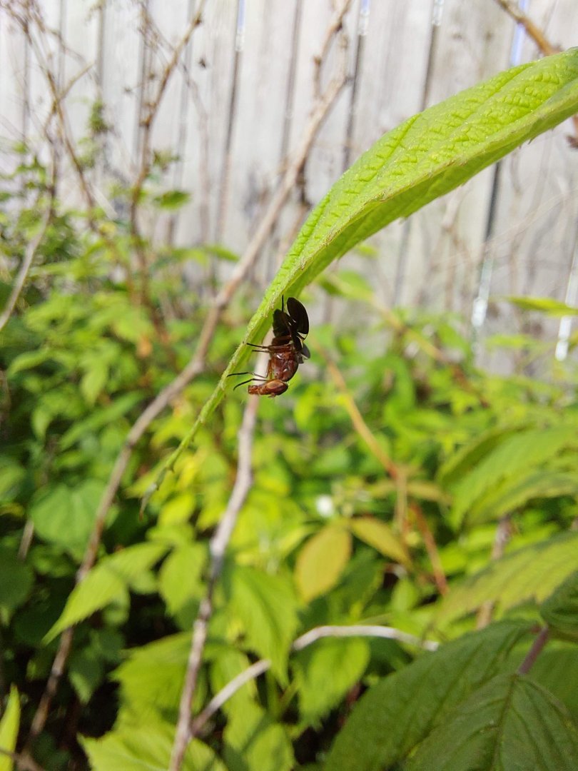 Common picture-winged fly (Delphinia picta)