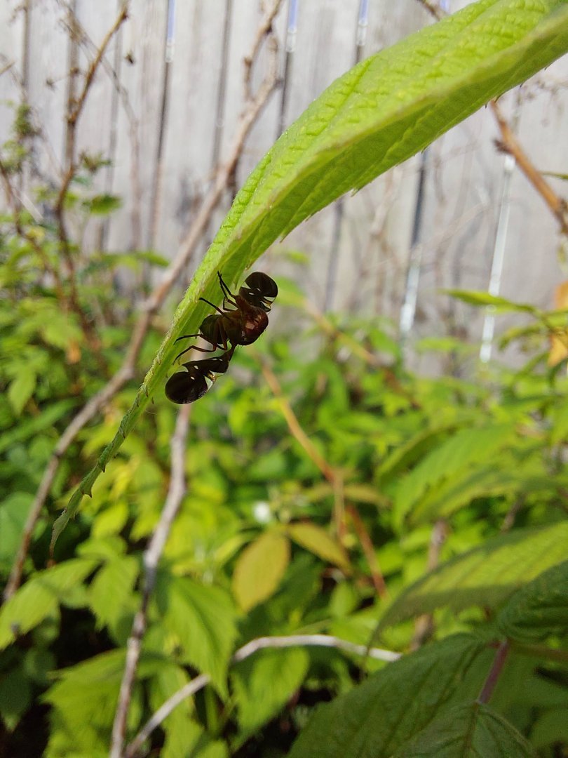 Common picture-winged fly