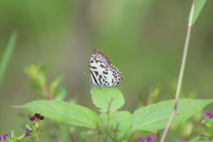 Common pierrot (Castalius rosimon rosimon)