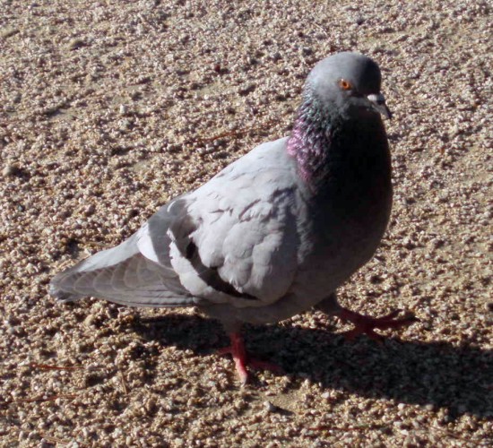 Common Pigeon (Columba livia)