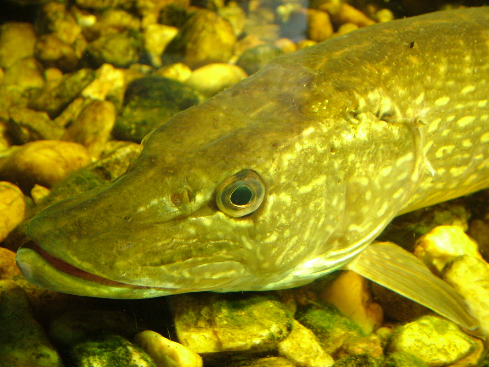 Common Pike at Ohrada, 26/05/10