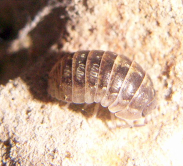 Common Pill-bug (Armadillidium vulgare)