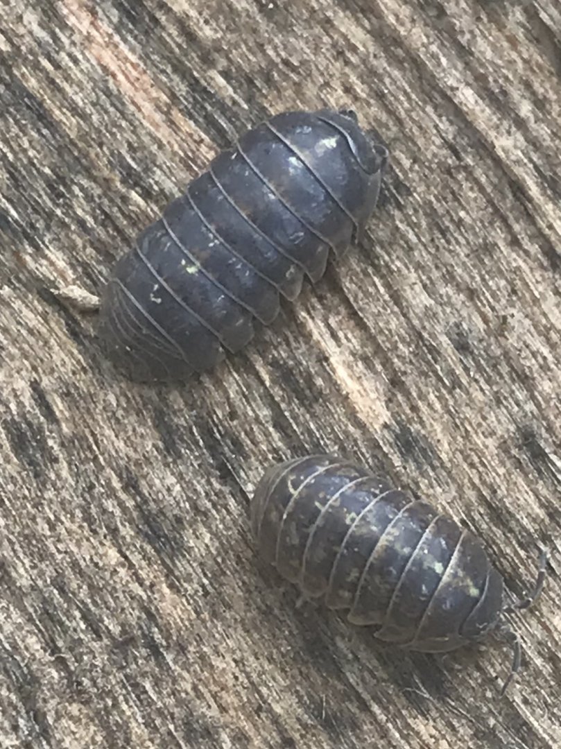 Common pill woodlouse