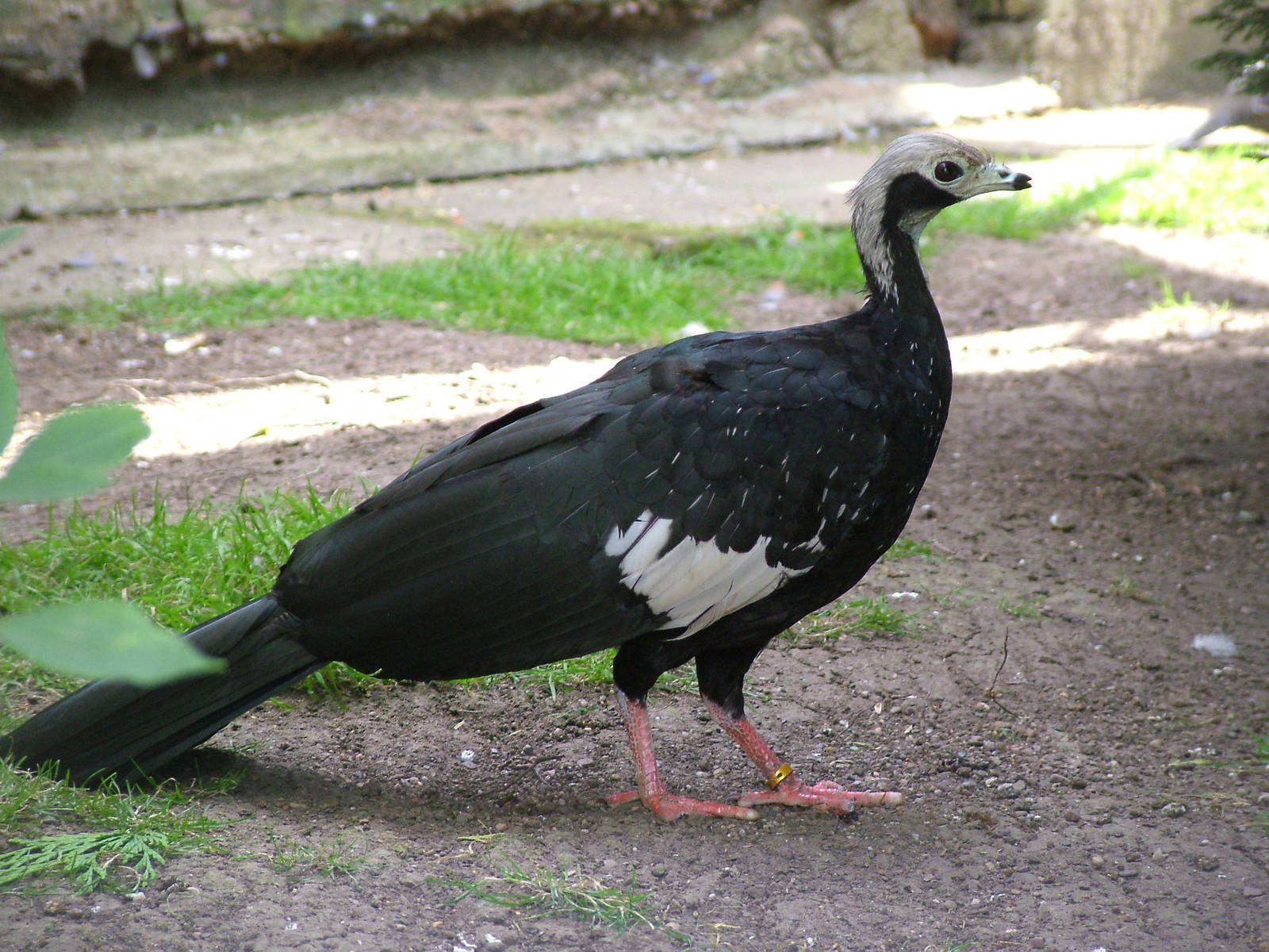 Common Piping-Guan (Aburria pipile) at Lotherton Hall Bird Gardens
