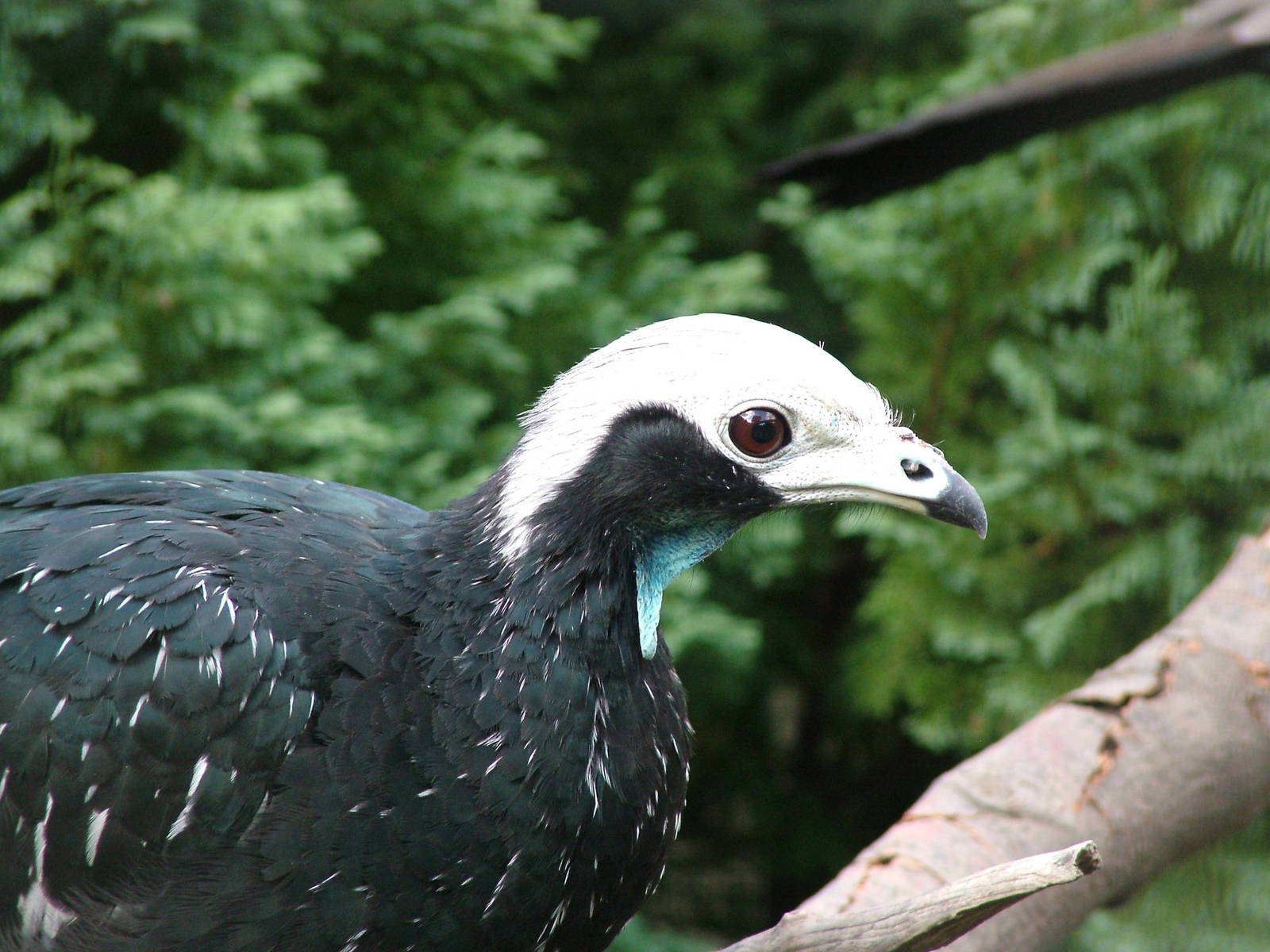 Common Piping-Guan (Aburria pipile) at Lotherton Hall Bird Gardens
