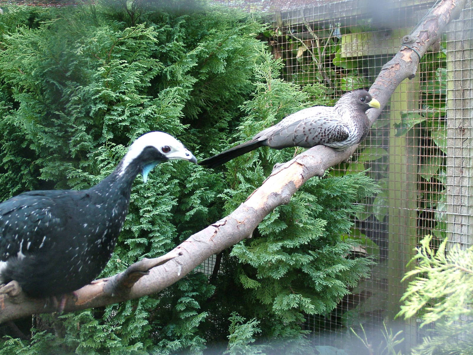 Common Piping-Guan and Plantain-Eater at Lotherton Hall Bird Gardens
