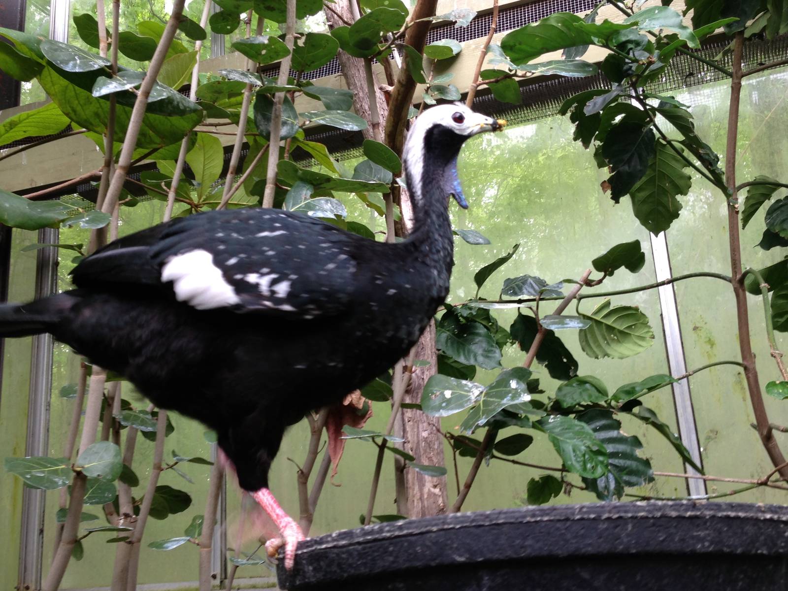 Common Piping Guan