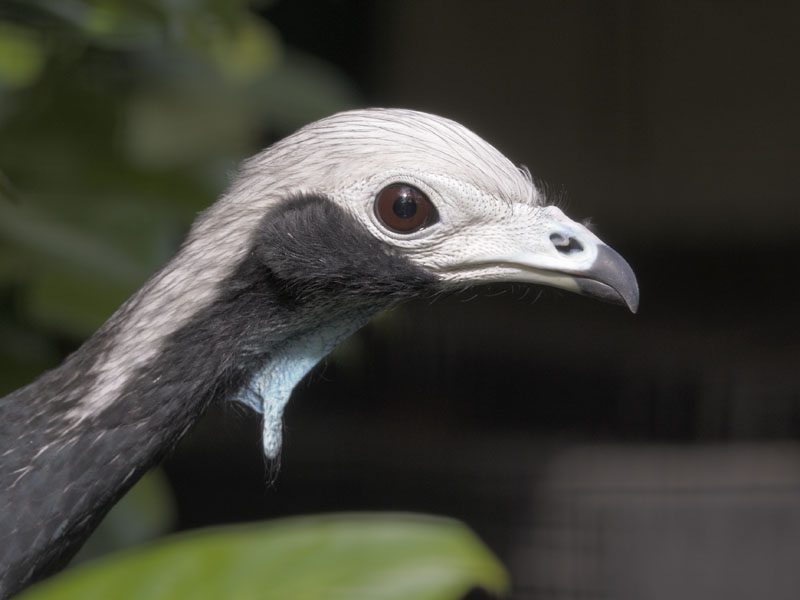 Common piping guan