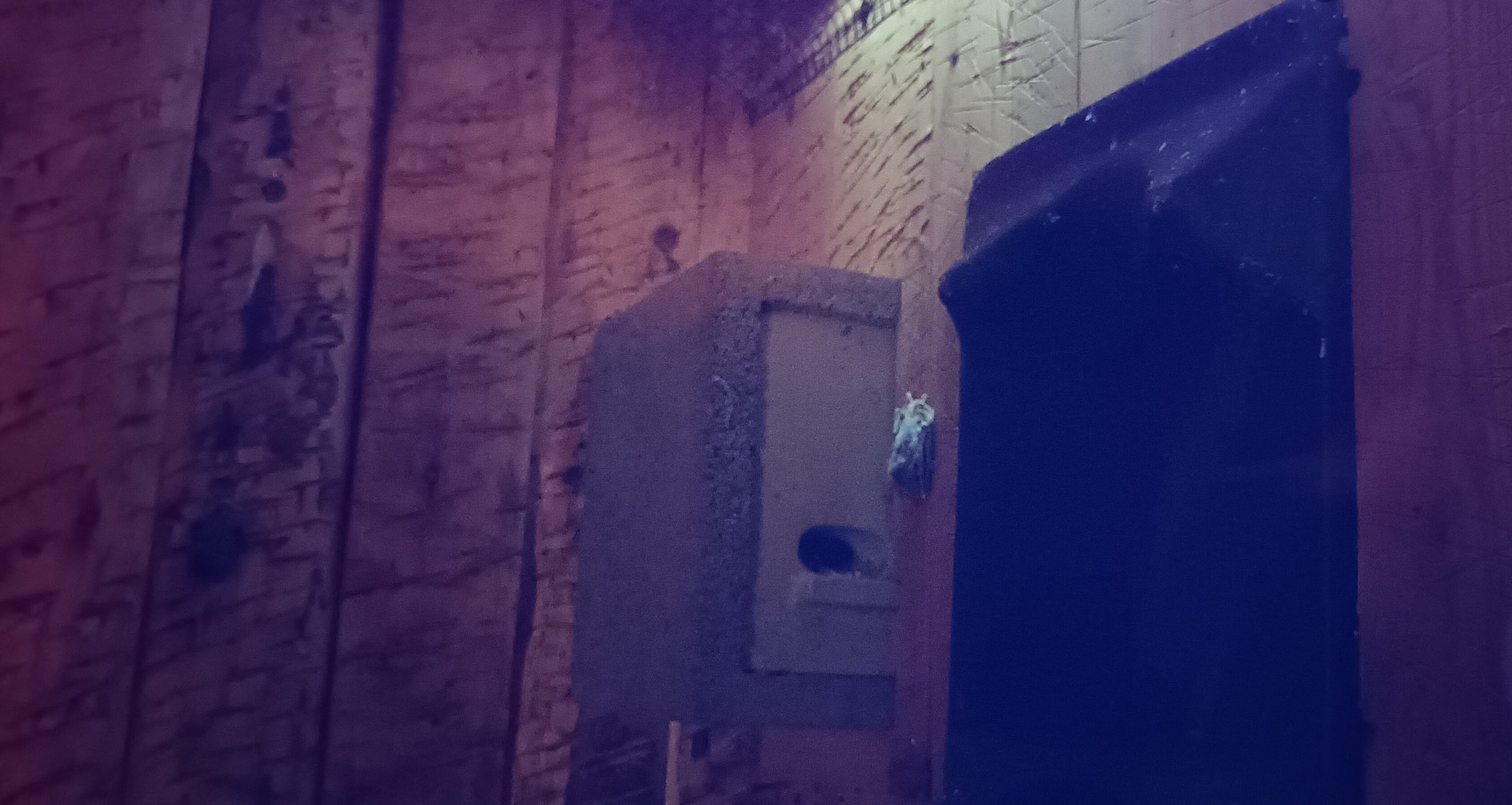 Common Pipistrelle Enclosure