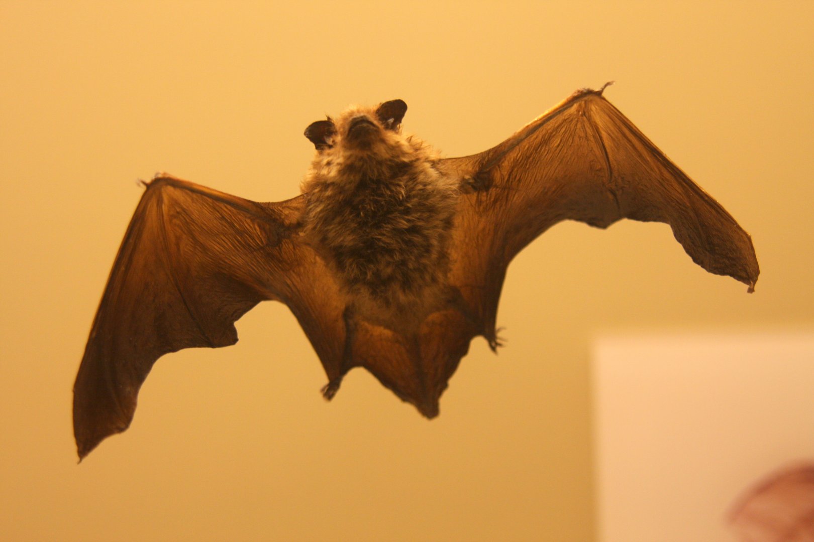 common pipistrelle (Pipistrellus pipistrellus)