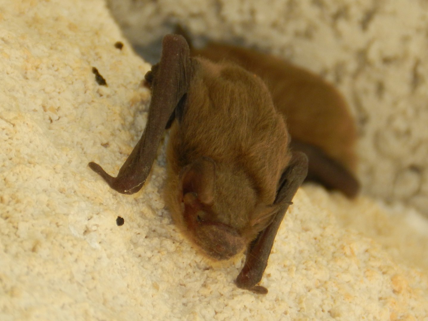 Common Pipistrelle