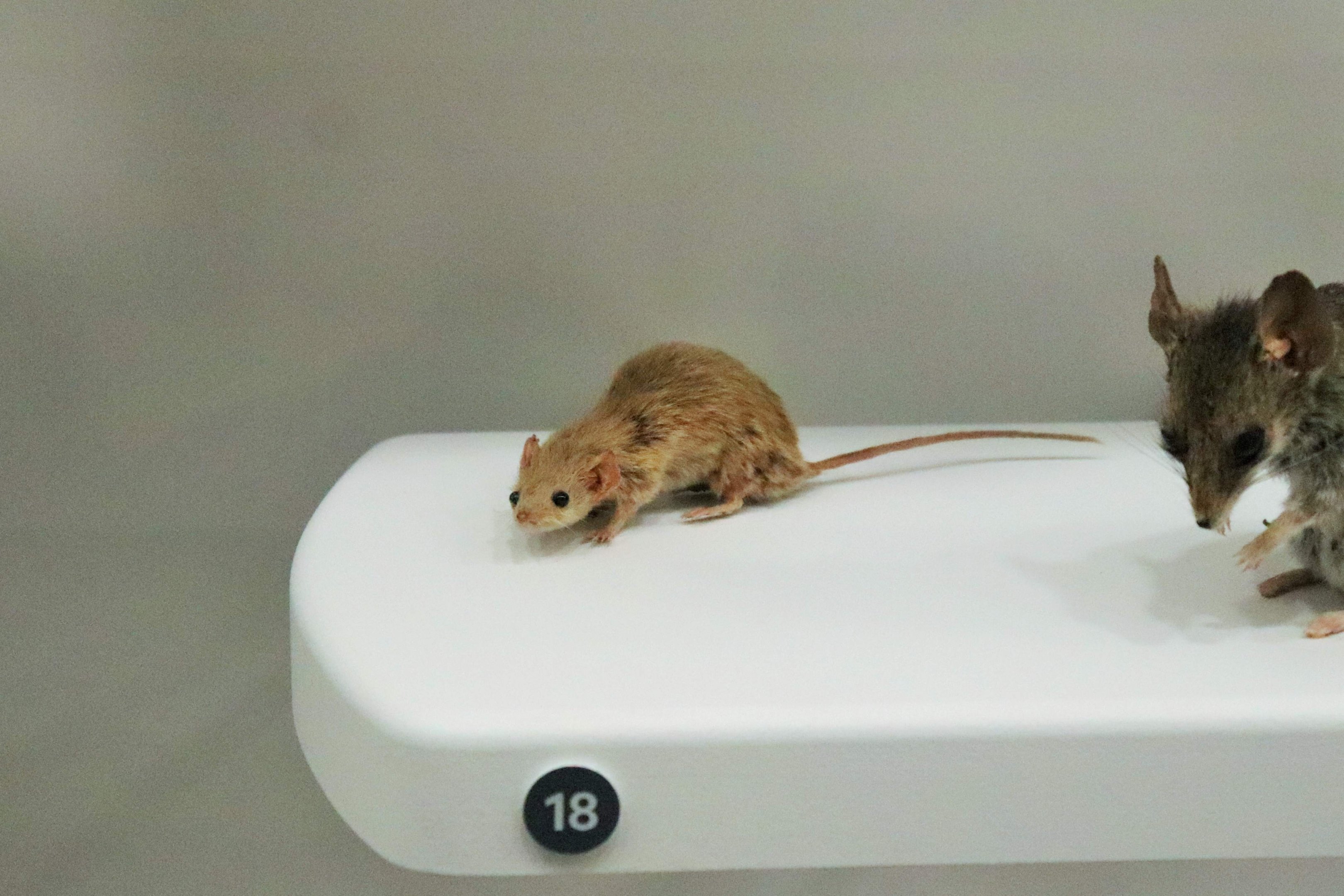 Common Planigale (Planigale maculata)