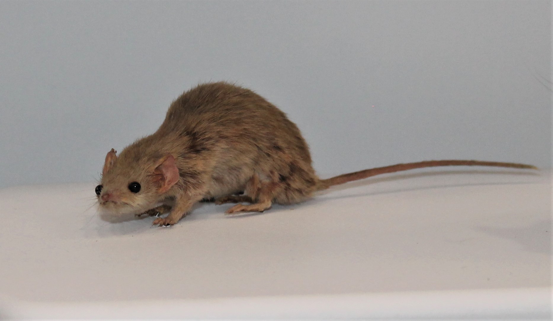 Common Planigale (Planigale maculata)