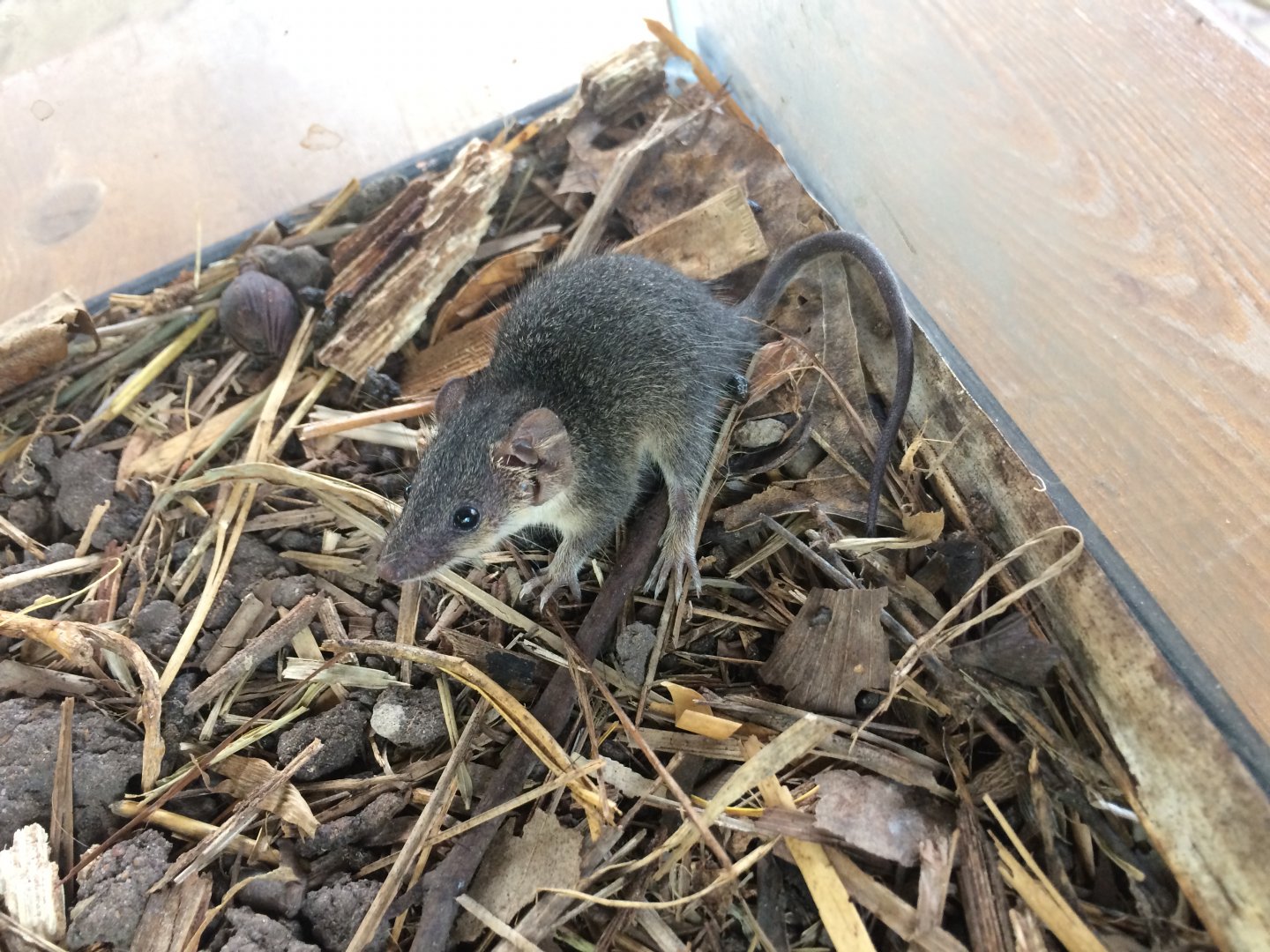 Common Planigale (Planigale maculata)