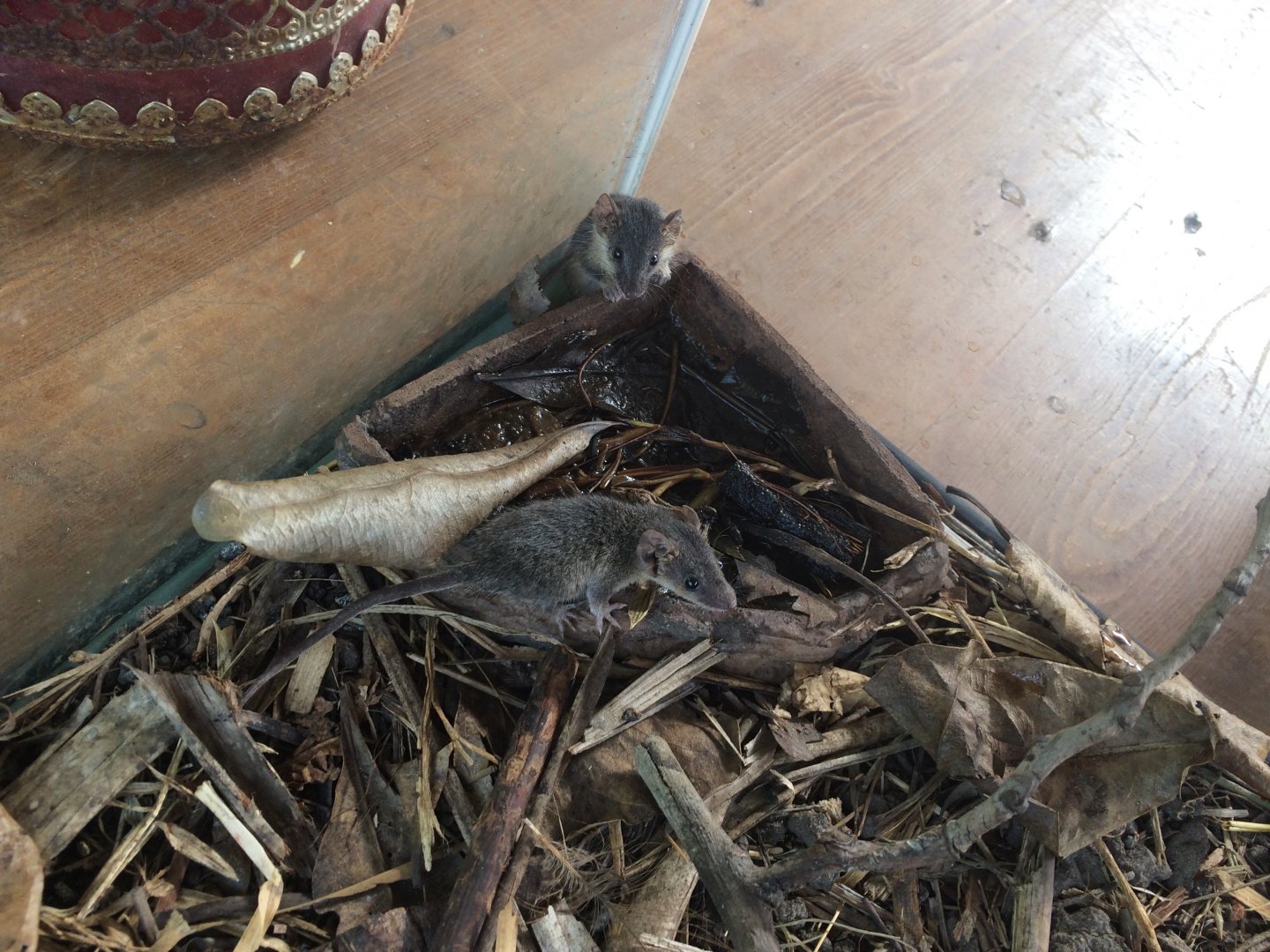 Common Planigale (Planigale maculata)