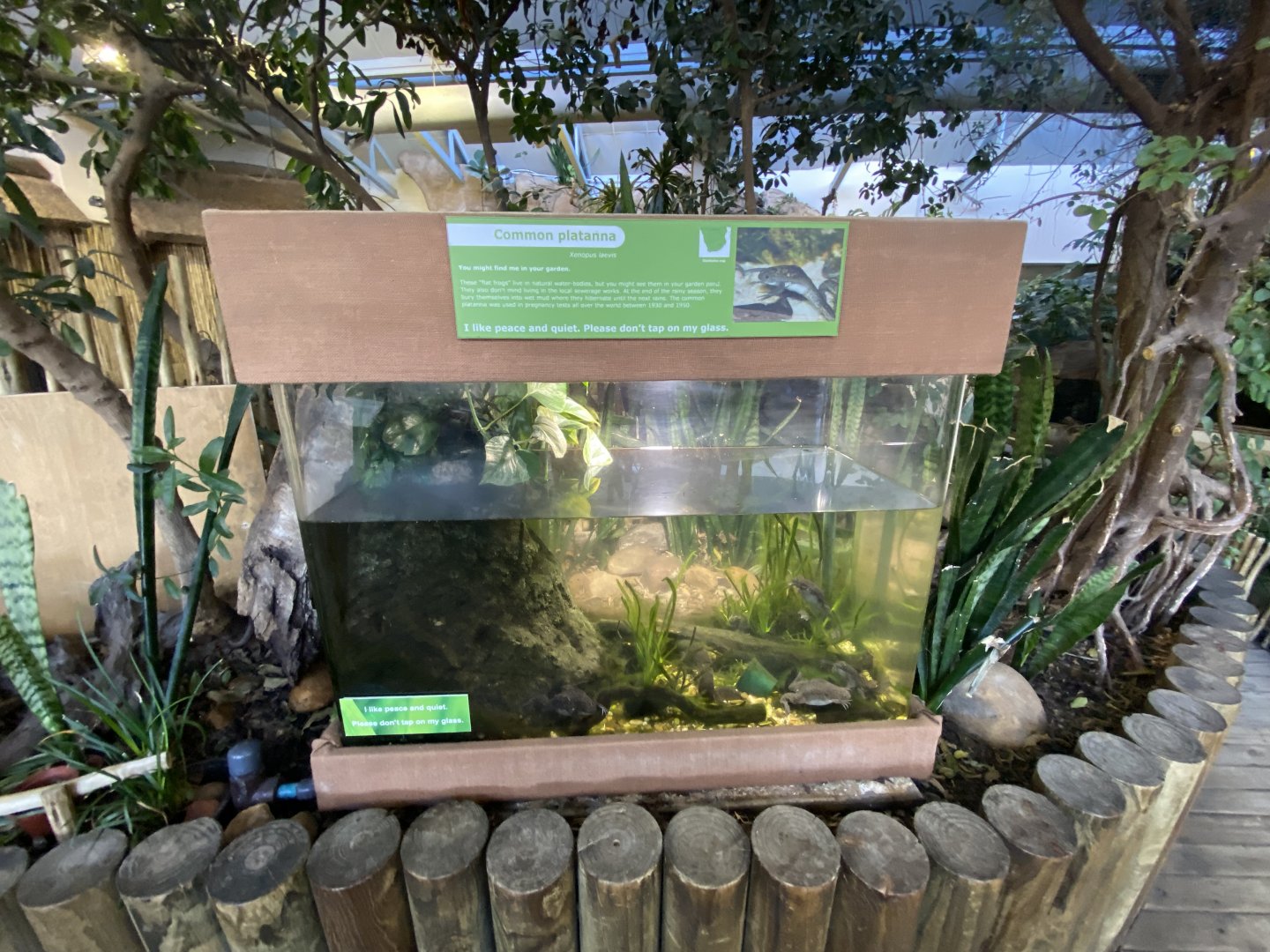 Common platanna exhibit