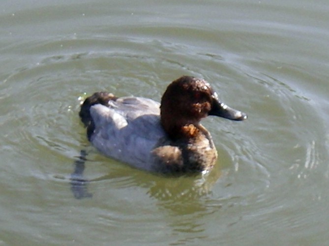 Common Pochard (Aythya ferina)
