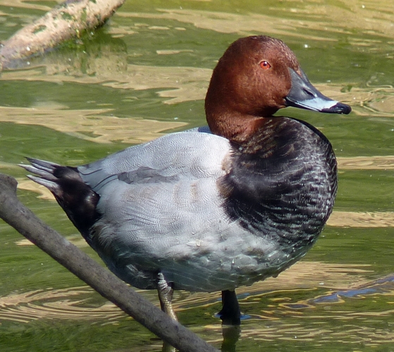 Common pochard (Aythya ferina)
