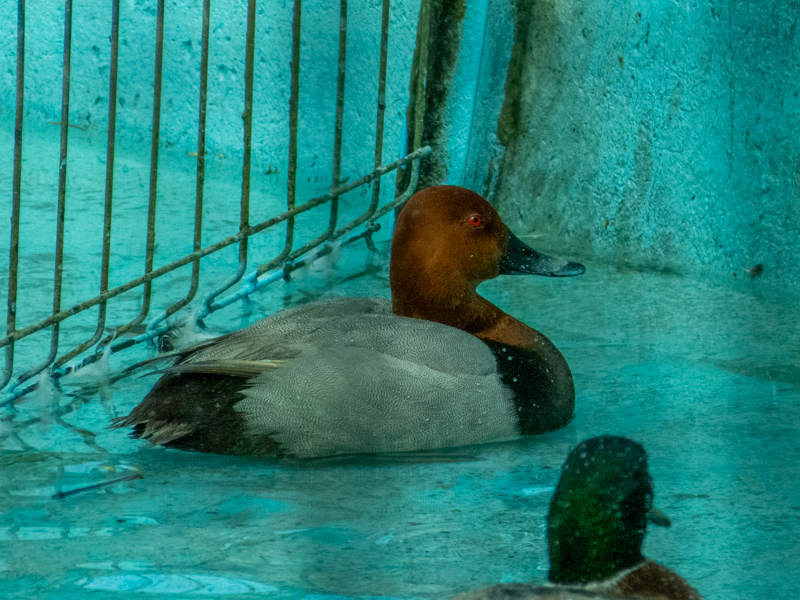 Common pochard (Aythya ferina)