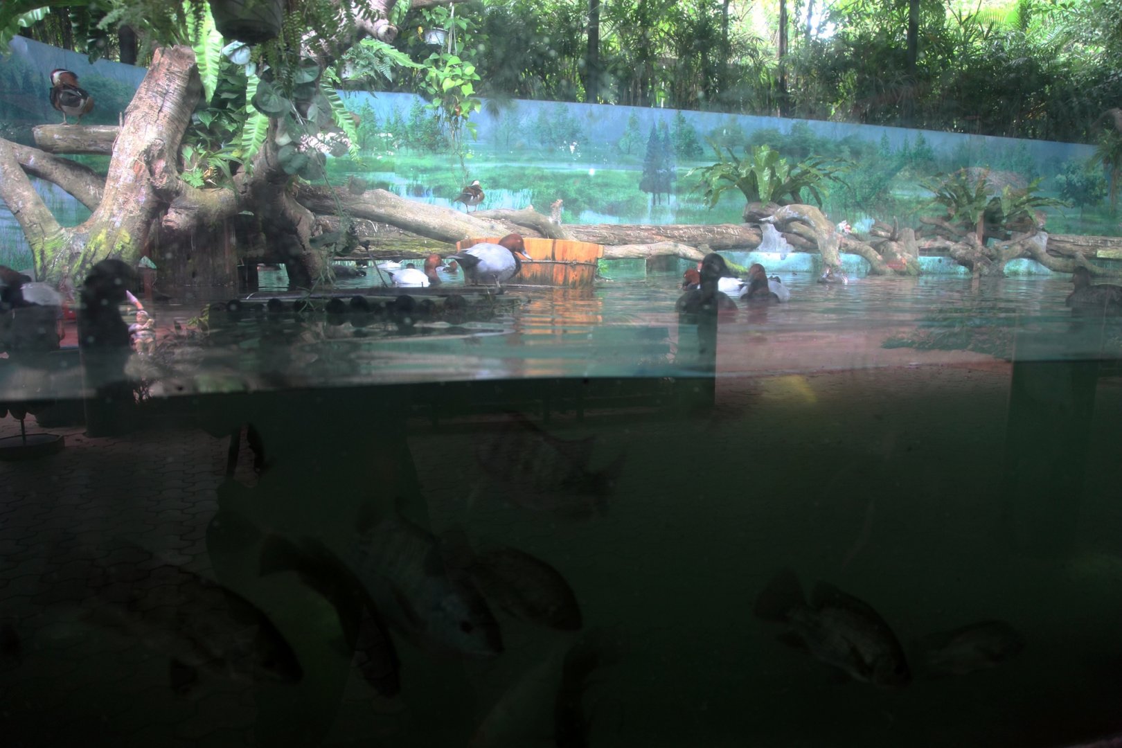 Common pochard exhibit