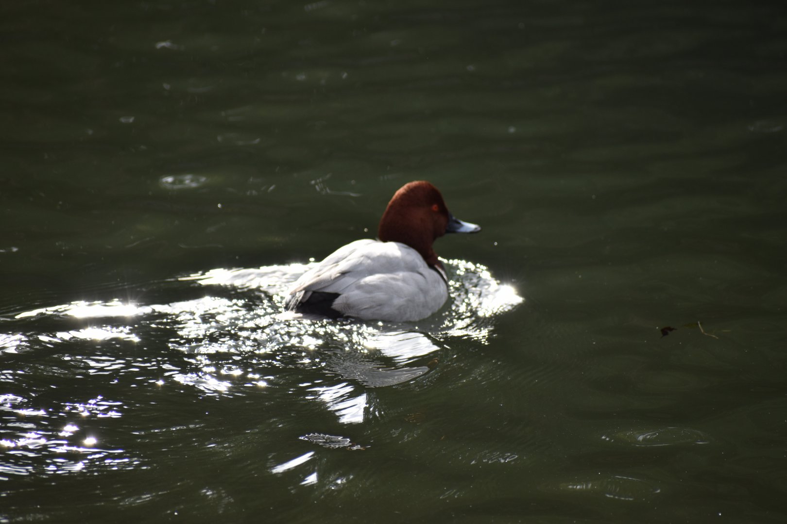 Common Pochard ~ Imperial Palace Moat