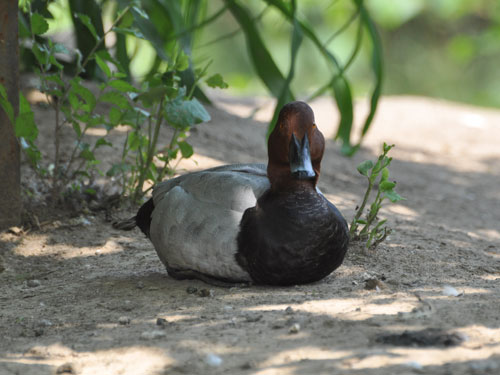 Common Pochard in Kishinev Zoo