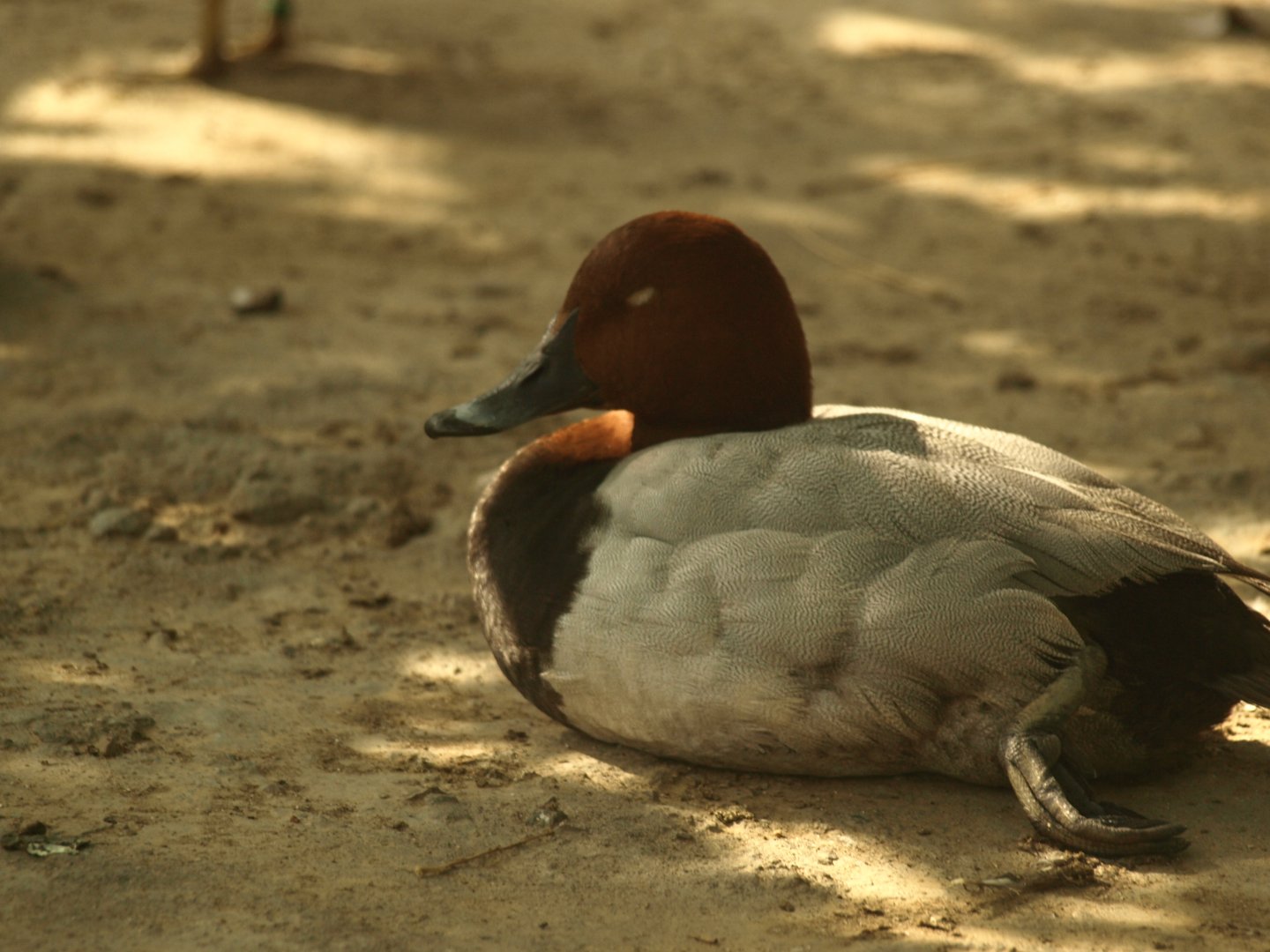 Common pochard - Lake View Point Bird park 12/7/2018