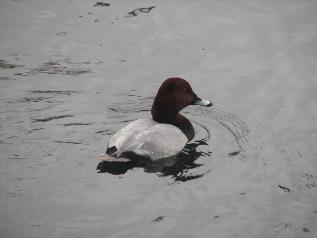 Common pochard, Phoenix Park, Dublin