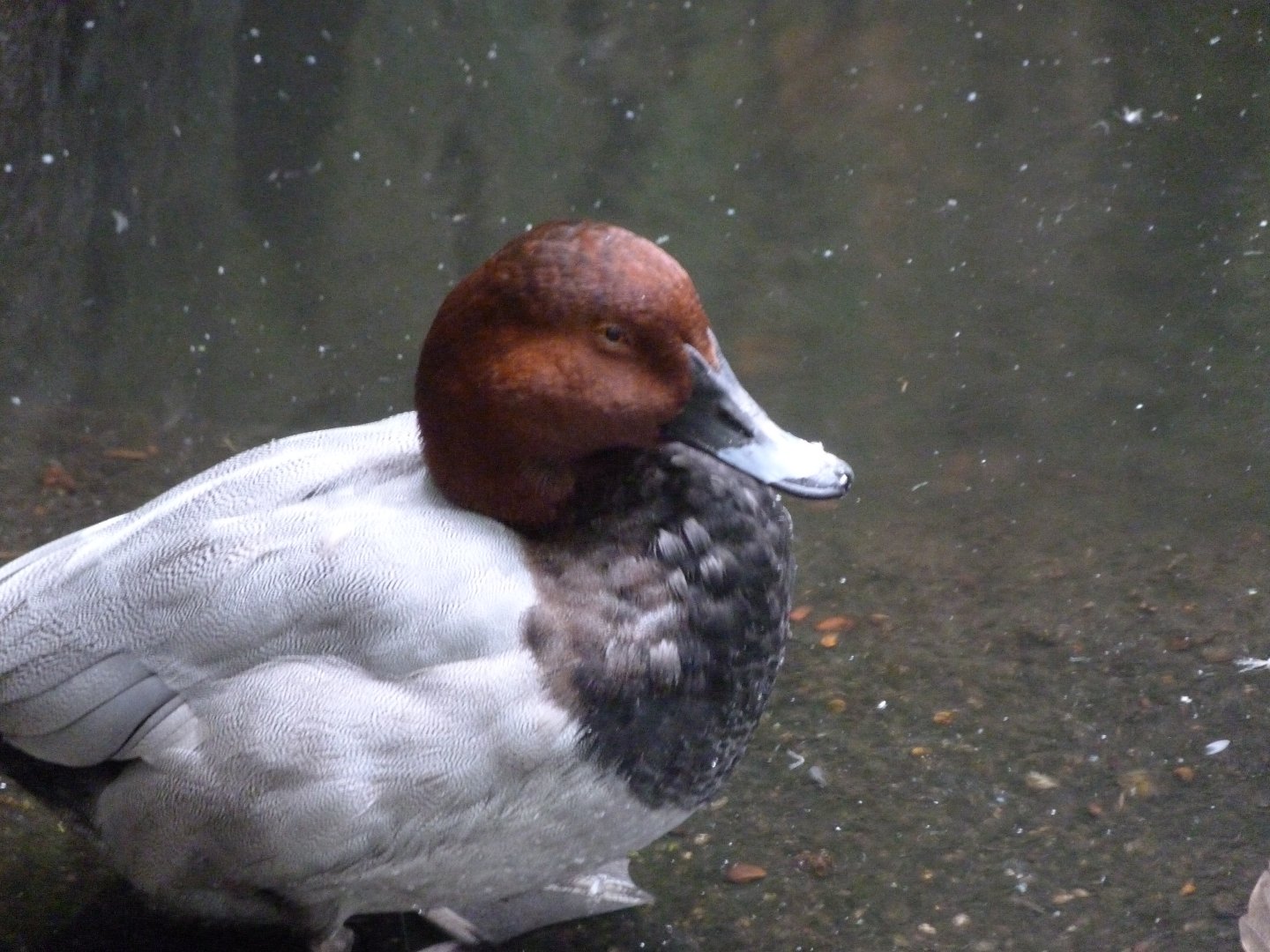 Common pochard -Zoologischer Garten Berlin (2024)