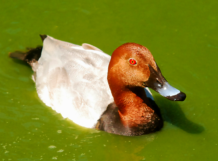 common pochard