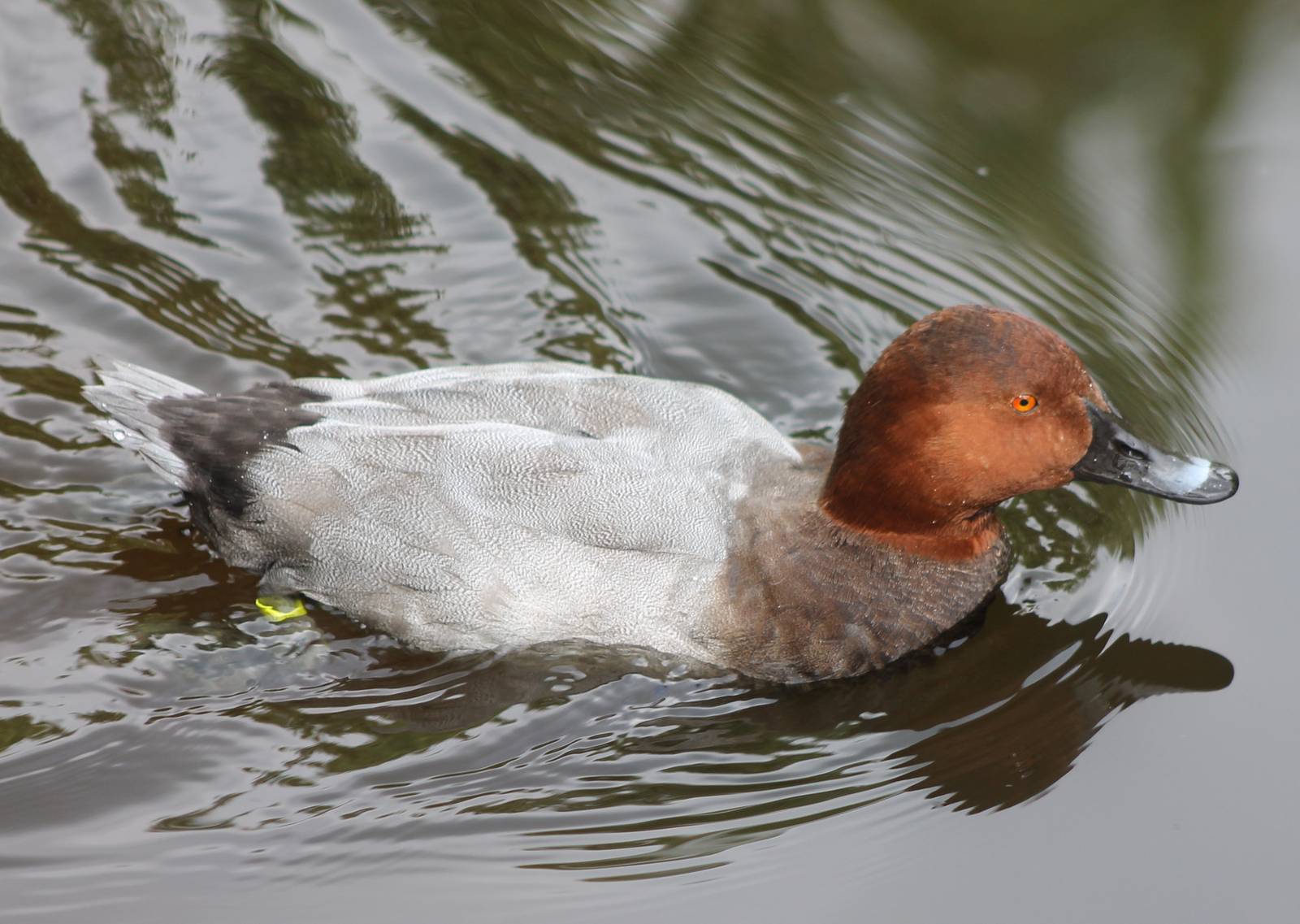 Common pochard