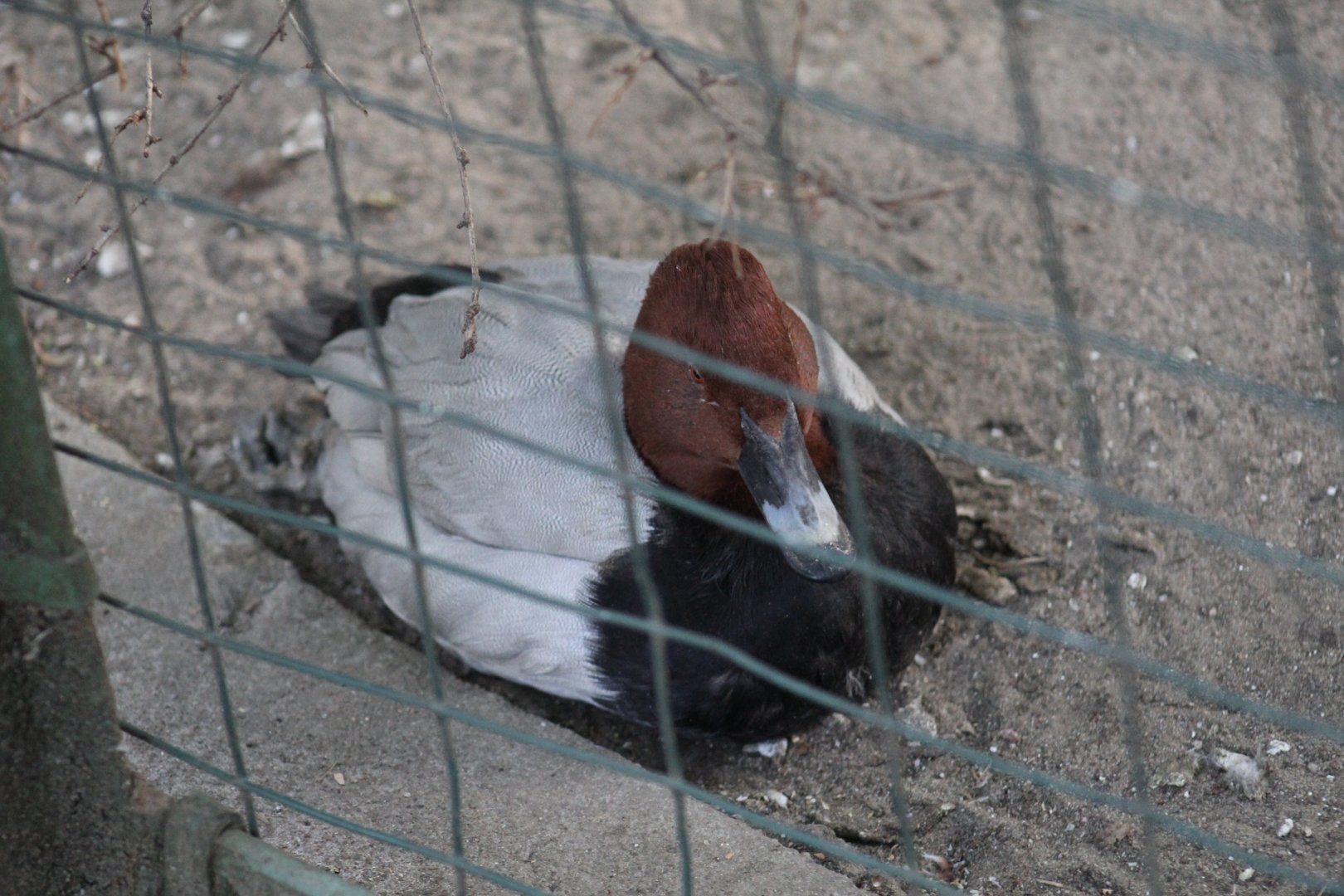 Common Pochard