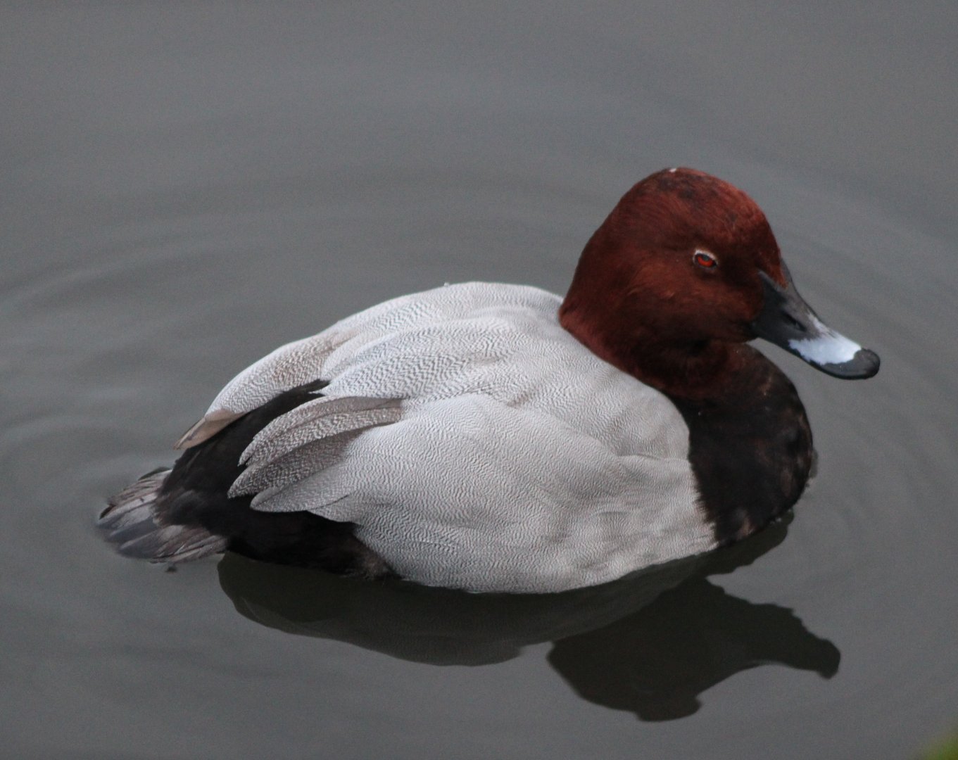 Common pochard