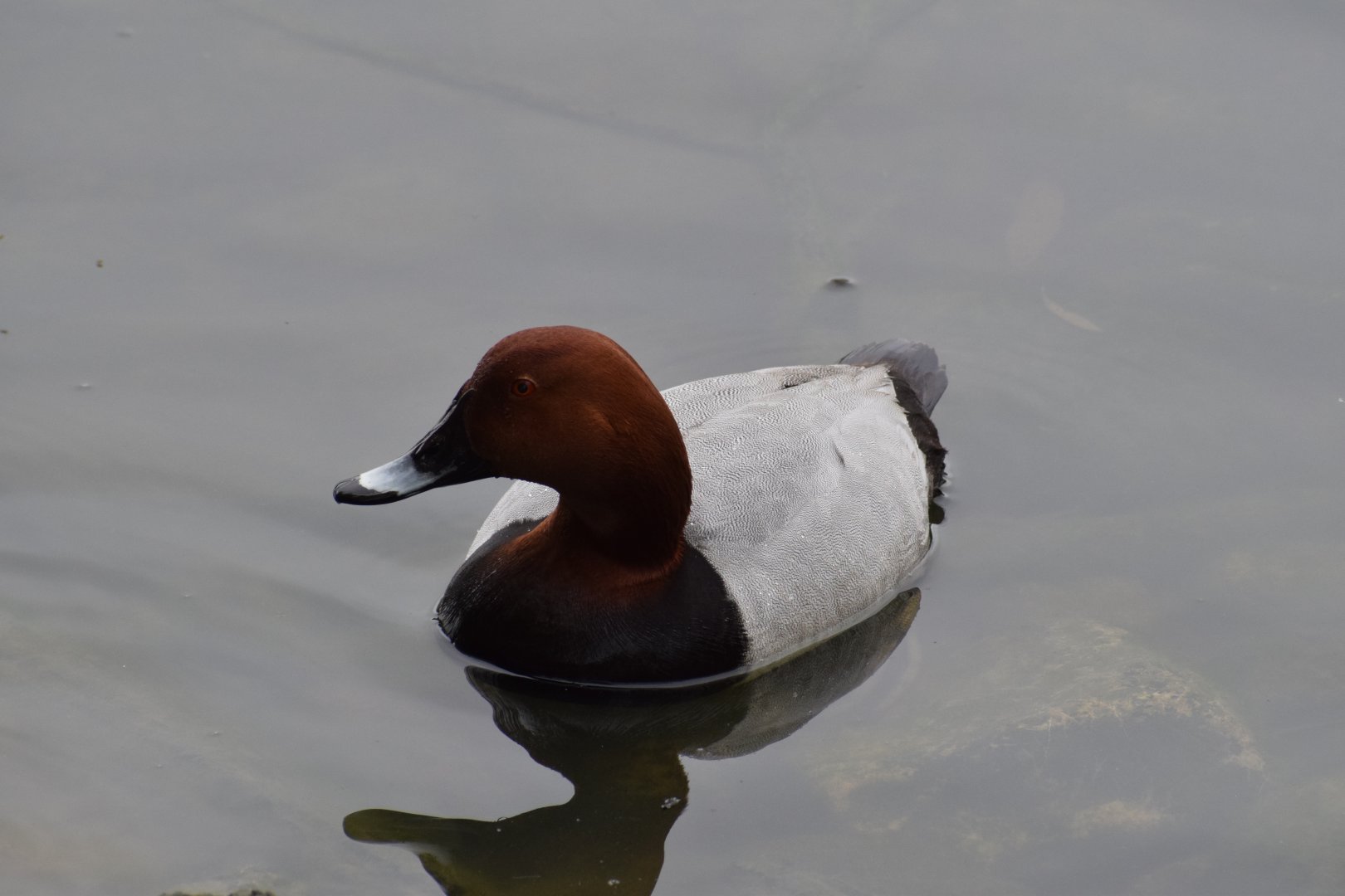 Common pochard