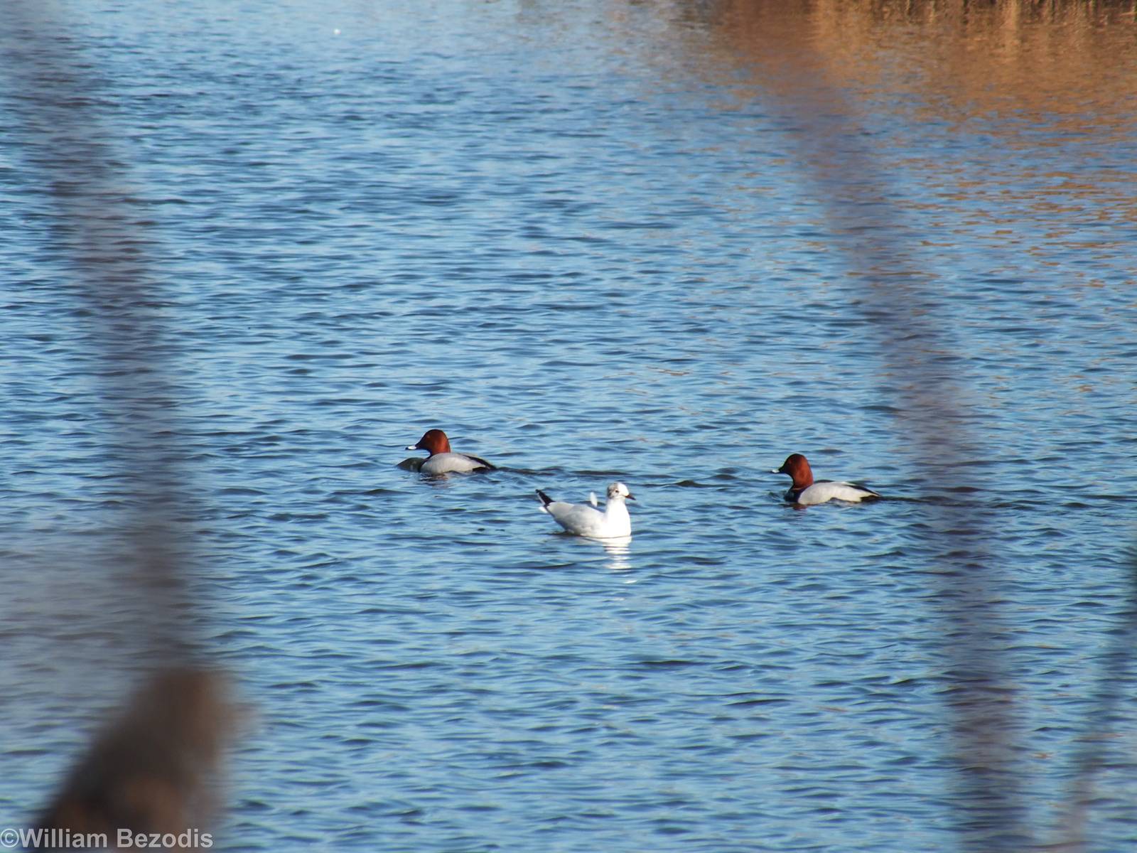 Common Pochards and Black-headed Gull