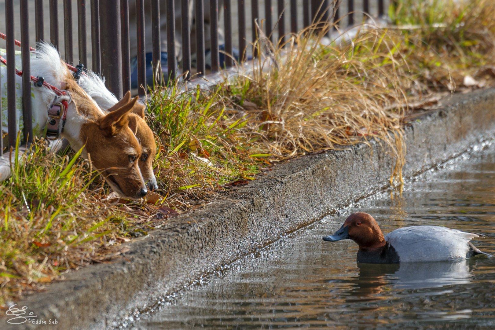 Common Porchard next to pet dogs